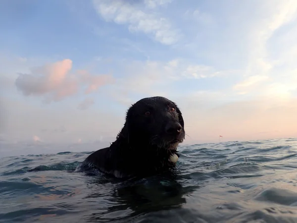Black Flat Haired Retriever Dog Descansando Oceano Waikiki Anoitecer Depois — Fotografia de Stock