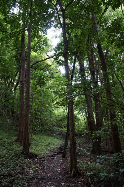 Trap Als Stappen Opwaartse Pad Van Ualaka Trail Het Bos — Stockfoto