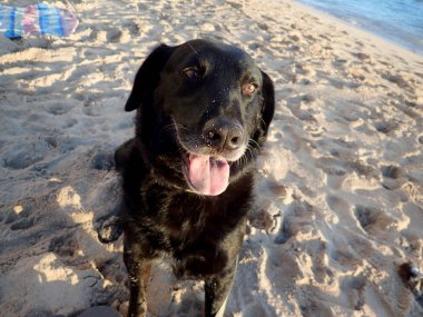 Retriever köpek dışarı asılı Oahu, Hawaii plajda dil ile siyah.