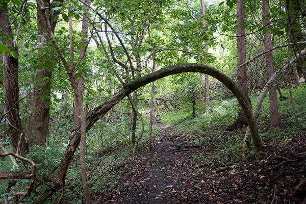 Tree Bends Path Leading Upwards Ualaka Trail Tantalus Forest Oahu — Stock Photo, Image