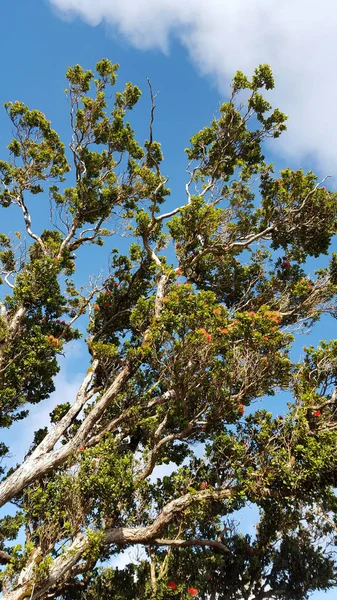 Red Flowers Bloom Branchs Ohi Tree — Stock Photo, Image