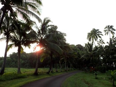 Hindistan cevizi ağaçları, Hawaii büyük ada üzerinde eğri yol boyunca üzerinden günbatımı.