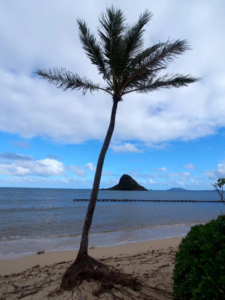 Árbol Coco Playa Con Mokolii Isalnd Sombrero Chino Distancia Que — Foto de Stock