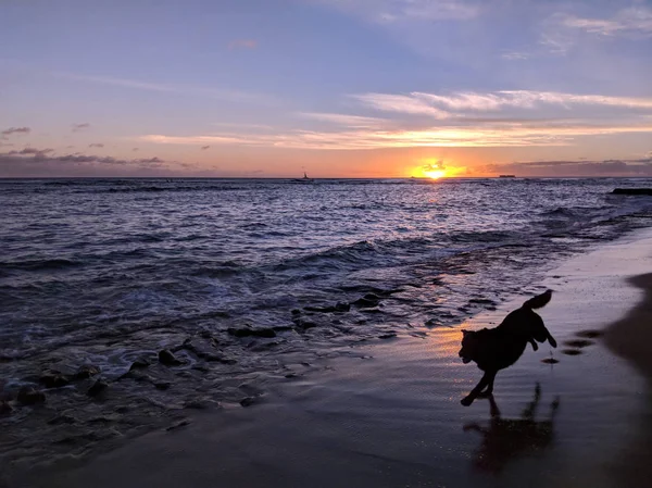 Perro Corre Través Playa Como Las Puestas Sol Sobre Las —  Fotos de Stock