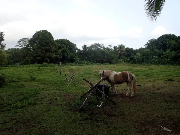 ハワイ島でフィールドに縛られ馬スタンド — ストック写真