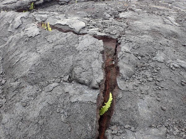 Lava Rock Com Rachaduras Como Pequenas Plantas Começam Crescer Big — Fotografia de Stock