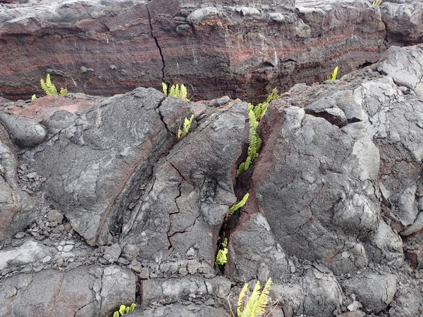 Láva Rock Praskliny Jako Malé Rostliny Začnou Růst Big Island — Stock fotografie