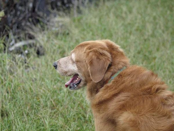 芝生のフィールドで古いゴールデン リトリーバー犬のクローズ アップ — ストック写真