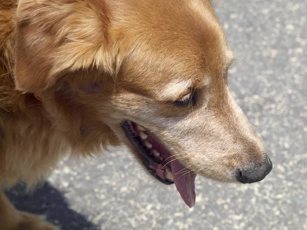 Close Old Golden Retriever Dog Head — Fotografia de Stock