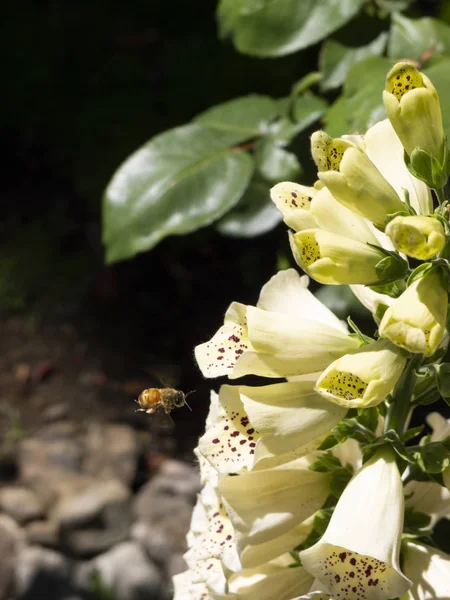 Včely Opylují Krásné Žluté Barevné Kužel Formoval Květina San Franciscu — Stock fotografie
