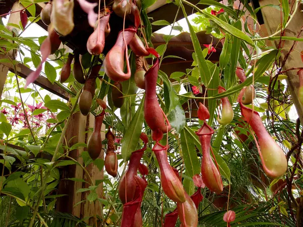 Nepenthes Truncata Hänga Trädgården Nepenthes Truncata Tropisk Köttätande Växt Släktet — Stockfoto