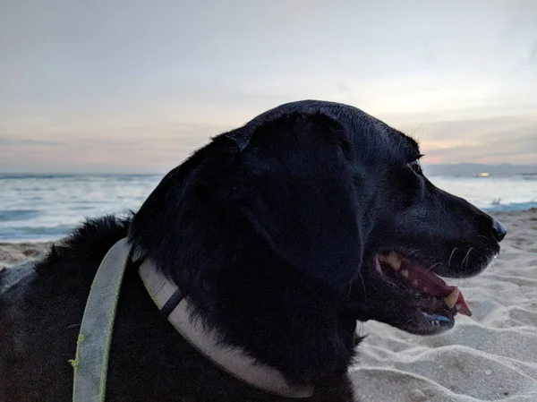 Black Retriever Dog Vestindo Uma Trela Língua Penduradas Crepúsculo Com — Fotografia de Stock