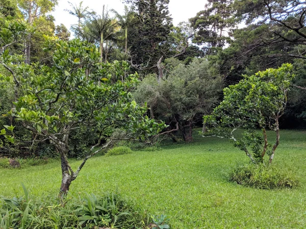 Fruktträd Gräsbevuxna Berg Gård Oahu Hawaii — Stockfoto