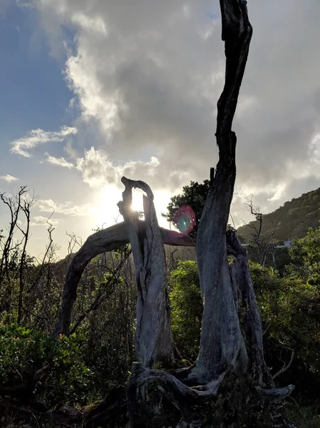 過去の熱帯シルエットの木の切り株や ハワイ オアフ島雲の切れ間から他の木サンセット — ストック写真