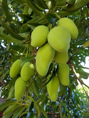 Oahu, Hawaii üzerinde farklı boyutlarda ortak Çince mango ağacı yeşili tam asmak yeşil yapraklar.