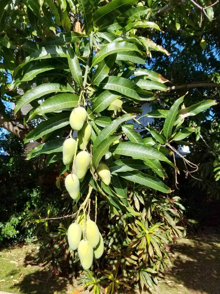 Zon Kuste Gemeenschappelijk Chinese Mango Van Verschillende Maten Hang Van — Stockfoto