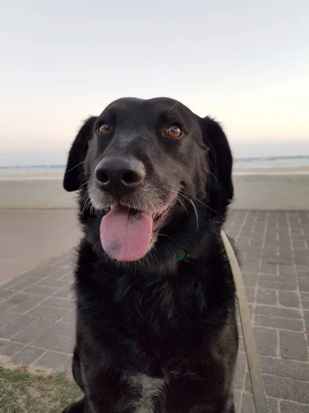 Black Retriever Dog Vestindo Colarinho Verde Pescoço Língua Pendurados Praia — Fotografia de Stock