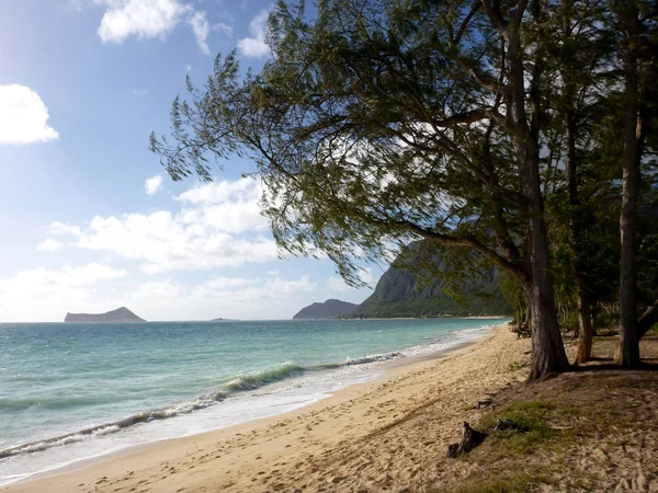 Pohon Kayu Besi Menggantung Atas Pangkuan Gelombang Lembut Pantai Waimanalo — Stok Foto