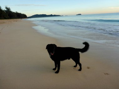 Siyah Düz Saçlı Retriever Oahu, Hawaii mokulua adaları doğru bakarak Dusk Waimanalo Beach duruyor.