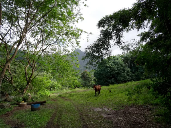 Cheval Coq Accrochez Vous Long Dirt Road Kauai Hawaï — Photo