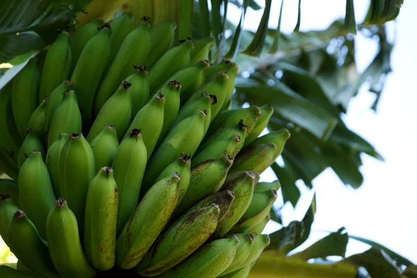 Grote Bos Van Groene Bananen Hang Van Boom Oahu Hawaii — Stockfoto