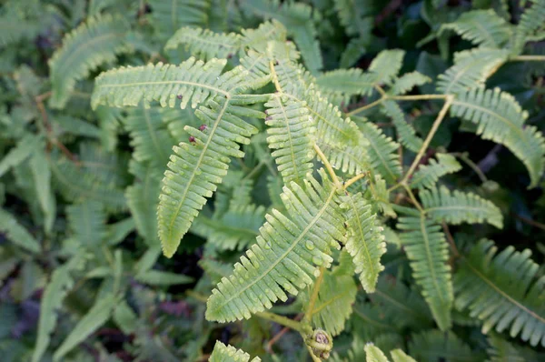 Helecho Staghorn Falso Mojado Bosque Este Helecho Nativo Encuentra Condiciones — Foto de Stock