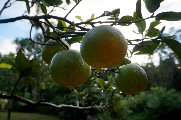 Oranges Humides Suspendues Arbre Dans Forêt Sur Oahu Hawaï — Photo