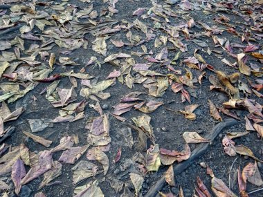 Maui, Hawaii yere yapraklarda.