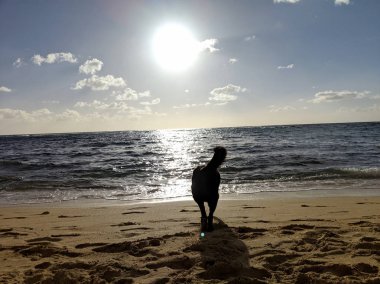 Siyah retriever köpek su manzaralı Pasifik Okyanusu kıyısı Oahu, Hawaii kapalı yürür..
