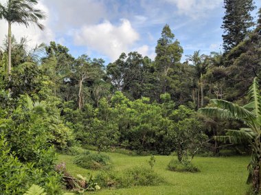 Büyük Orman ağaçları meyve ağaçları açık alan Oahu, Hawaii çimenli dağ bahçesinde surround.