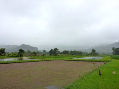 Tavuk ve kavurma Hanalei Taro çiftlik sisli gün Kauai, Hawaii üzerinde keşfetmek..