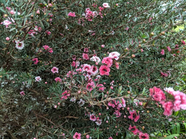 Leptospermum scoparium - Manuka Bitkisi — Stok fotoğraf