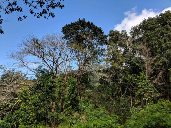 Bäume von kauai — Stockfoto