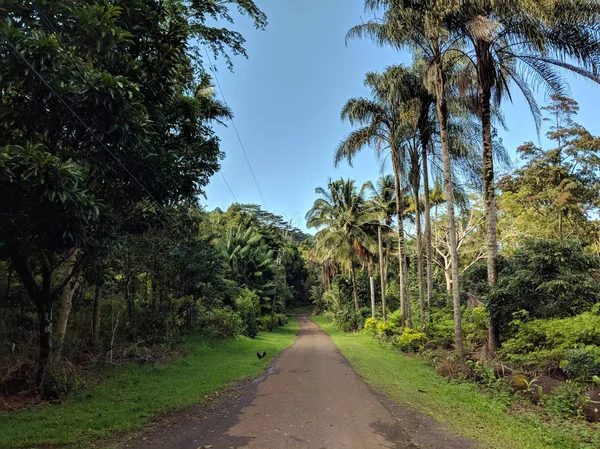 Bäume säumen Landstraße mit Hahn — Stockfoto