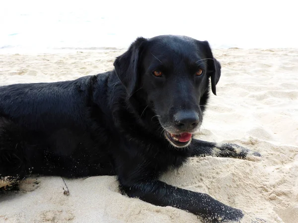 Black retriever hond hangt op Waimanalo Beach — Stockfoto