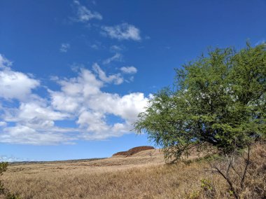 Puu-koholu Heiau. 
