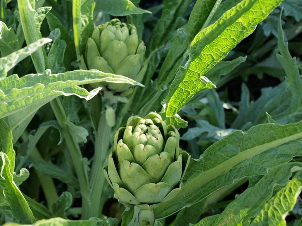 Close-up van de groene artisjok plant — Stockfoto