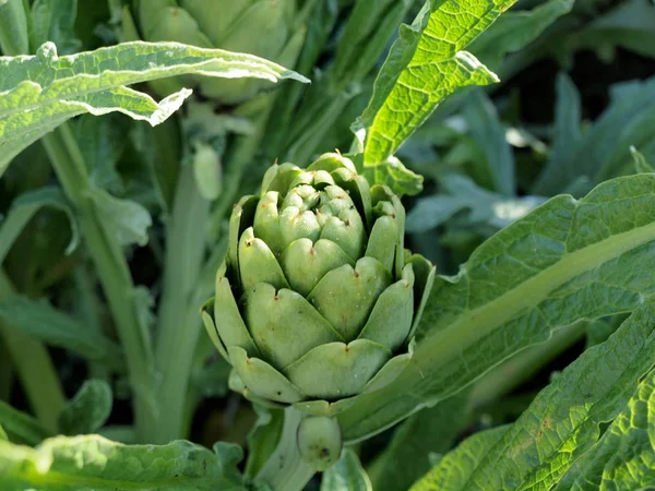 Close-up van de groene artisjok plant — Stockfoto