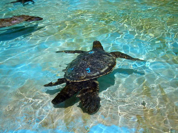 Hawaiianische Meeresschildkröten schwimmen in Gefangenschaft im flachen Wasser — Stockfoto