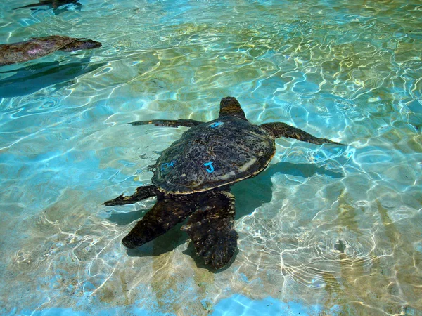 Gevangen Hawaiiaanse zeeschildpadden zwemmen onder het ondiepe water — Stockfoto