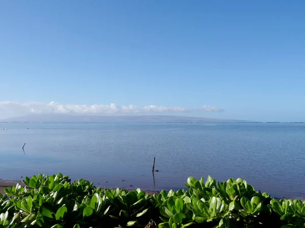 Naupaka Bush y Shoreline en Molokai — Foto de Stock