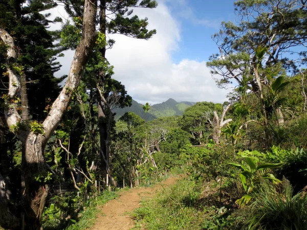 Kalawahine Trail Feldweg — Stockfoto