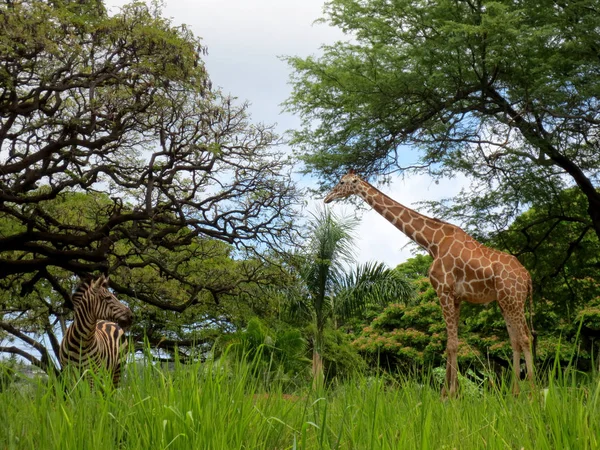 Żyrafa i Zebra w zoo w Honolulu — Zdjęcie stockowe