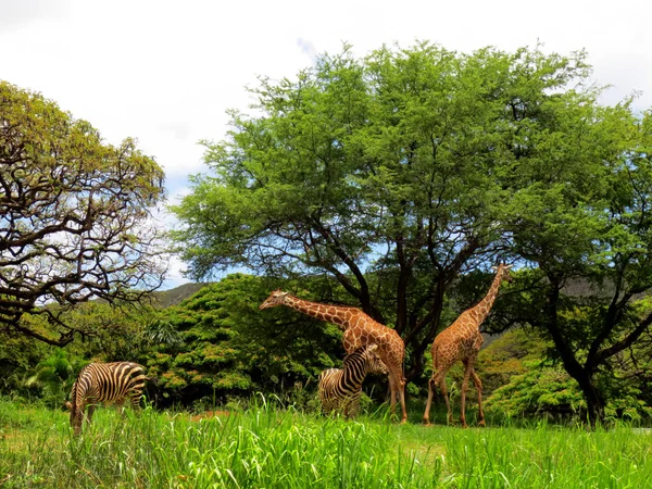 Żyrafa i Zebra w zoo w Honolulu — Zdjęcie stockowe