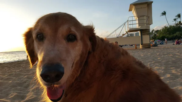 Golden Retriever Dog senta-se na praia ao pôr do sol — Fotografia de Stock