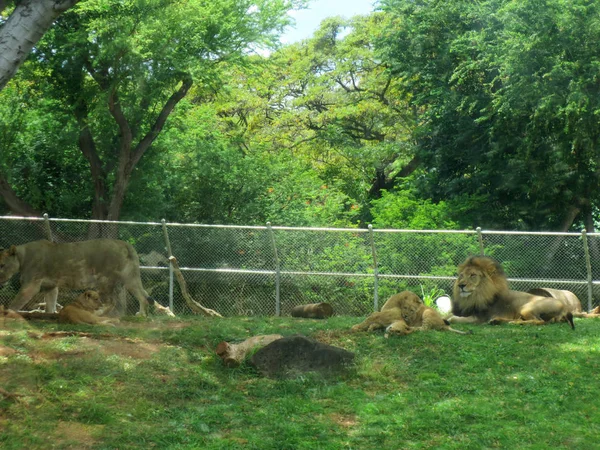 León macho descansa con cachorros mientras juegan en la hierba y l hembra — Foto de Stock