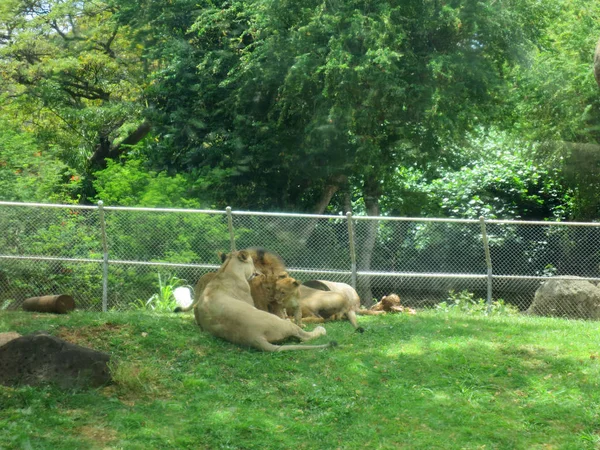 Lion mâle repose avec des oursons comme ils se blottissent et montre lion femelle — Photo