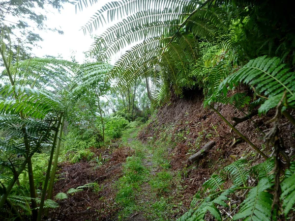 Curving dirt path in the woods on Maunawili Demonstration Trail — Stock Photo, Image