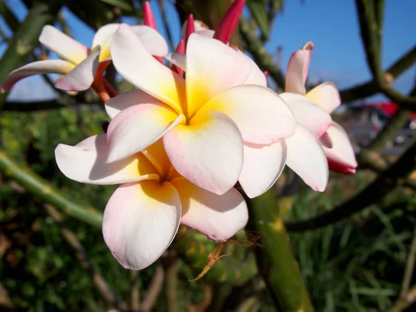 Flor de plumeria — Fotografia de Stock