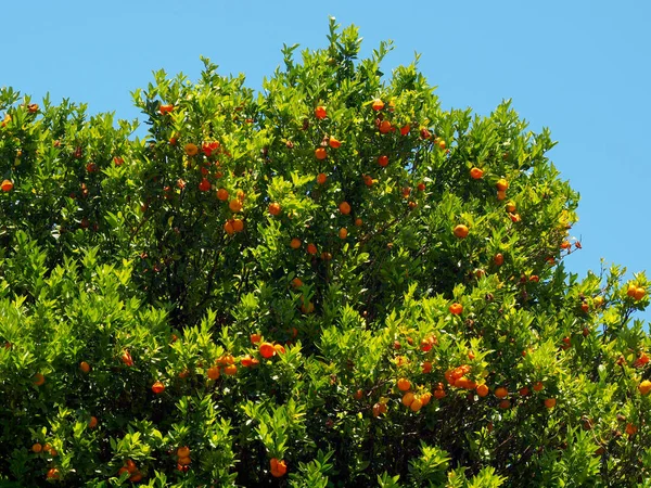 Sinaasappels mandarijnen hangen van boom tegen een blauwe hemel — Stockfoto